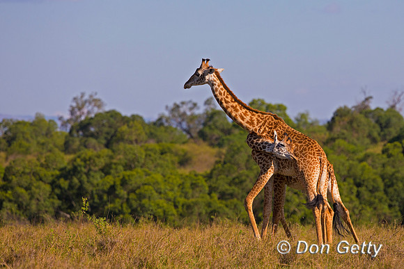 Masai Giraffe