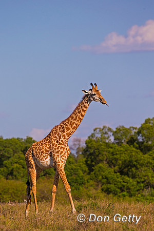 Masai Giraffe