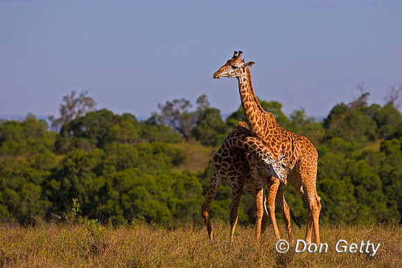 Masai Giraffe
