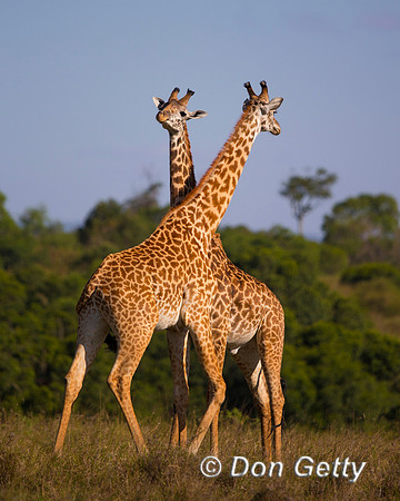 Masai Giraffe