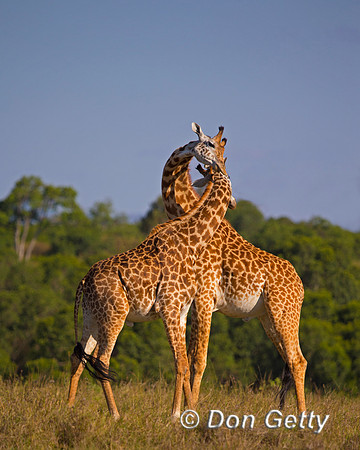 Masai Giraffe