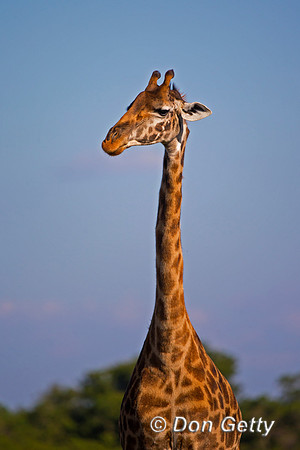 Masai Giraffe