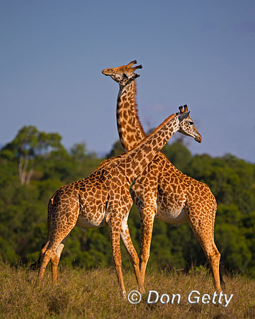 Masai Giraffe