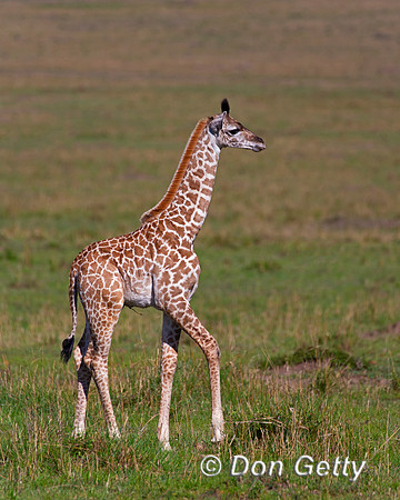 Masai Giraffe