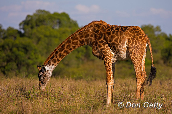 Masai Giraffe