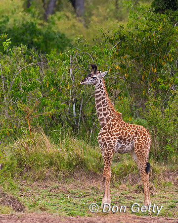 Masai Giraffe