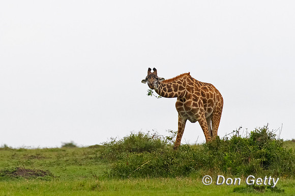 Masai Giraffe