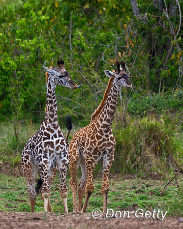Masai Giraffe