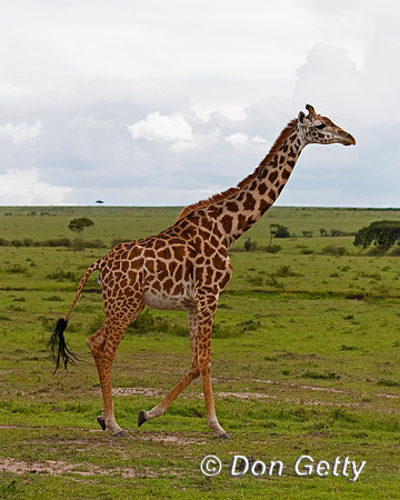 Masai Giraffe