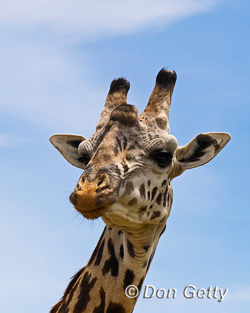 Masai Giraffe