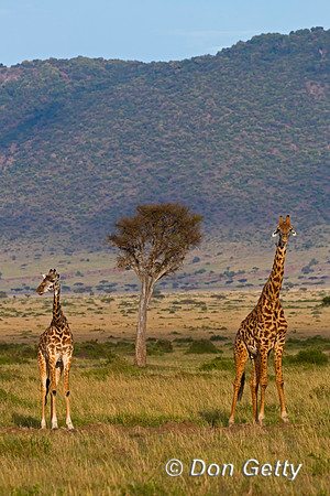 Masai Giraffe