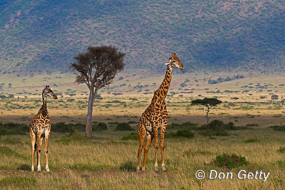 Masai Giraffe