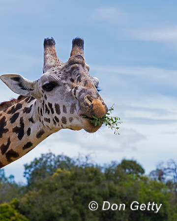 Masai Giraffe