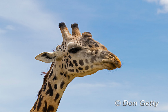 Masai Giraffe