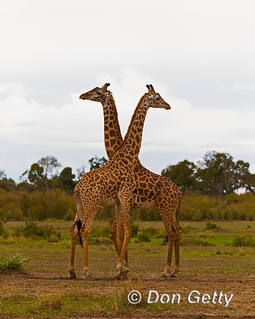 Masai Giraffe