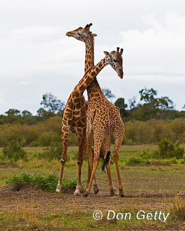 Masai Giraffe