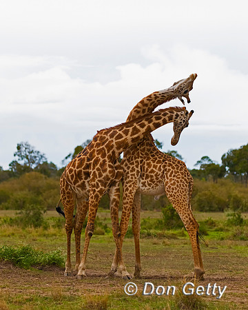 Masai Giraffe