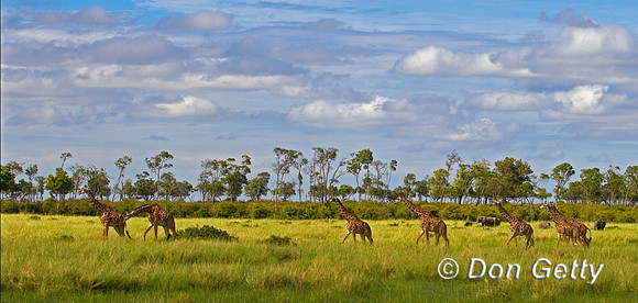 Masai Giraffe