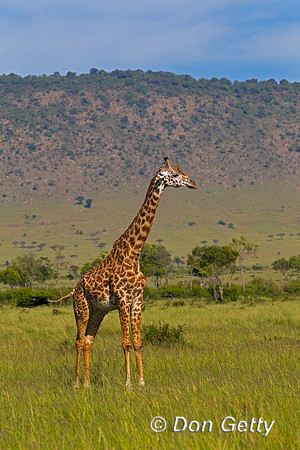 Masai Giraffe