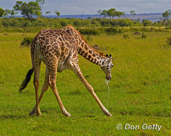 Masai Giraffe