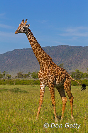 Masai Giraffe