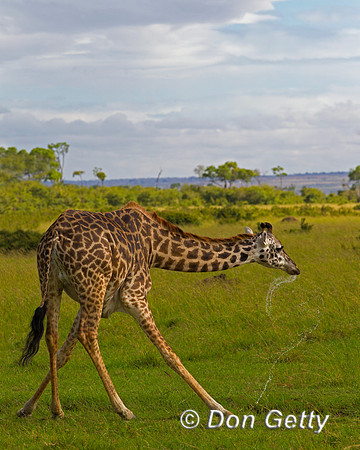 Masai Giraffe