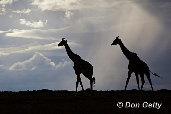 Masai Giraffe