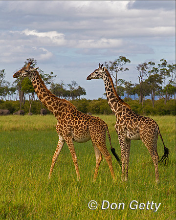 Masai Giraffe