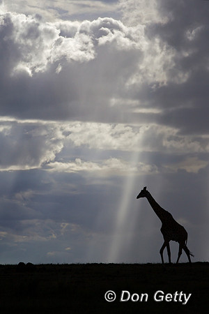 Masai Giraffe