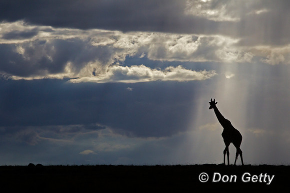 Masai Giraffe