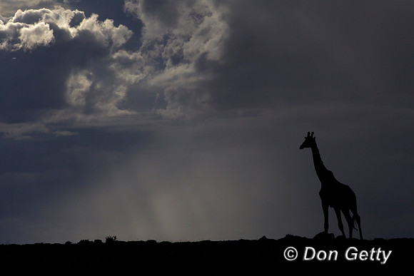 Masai Giraffe