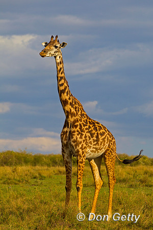 Masai Giraffe