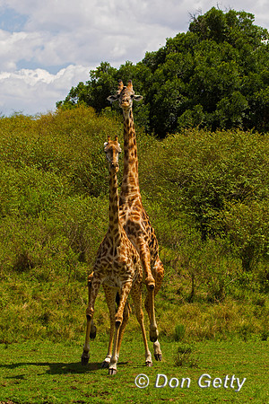 Masai Giraffe