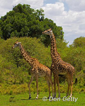 Masai Giraffe