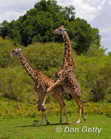 Masai Giraffe