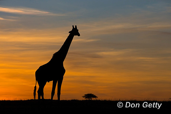 Masai Giraffe at Sunrise