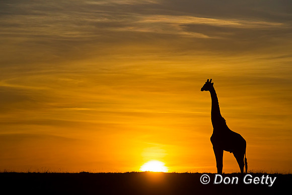 Masai Giraffe at Sunrise