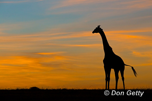 Masai Giraffe at Sunrise