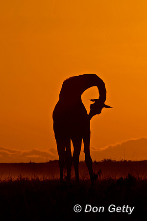 Masai Giraffe at Sunrise