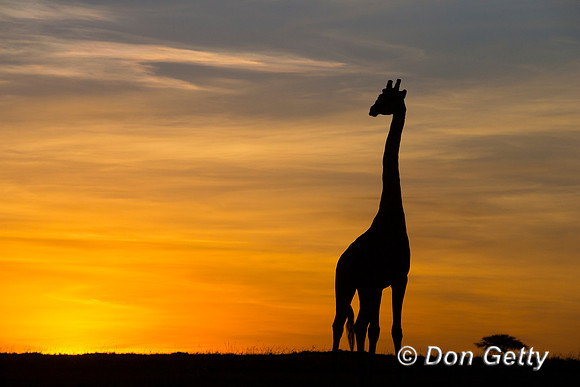 Masai Giraffe at Sunrise