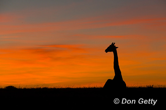 Masai Giraffe at Sunrise