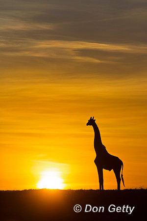 Masai Giraffe at Sunrise