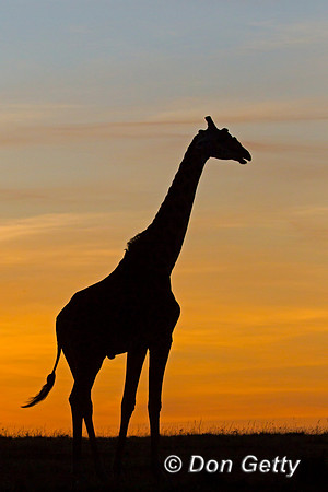 Masai Giraffe at Sunrise