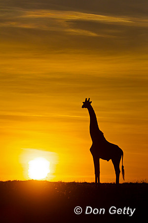 Masai Giraffe at Sunrise