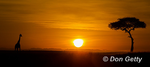 Masai Giraffe at Sunrise