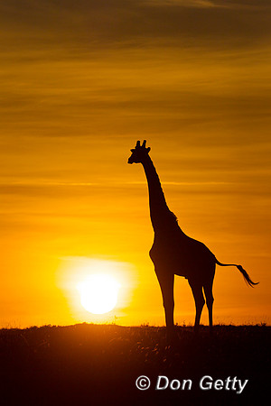 Masai Giraffe at Sunrise
