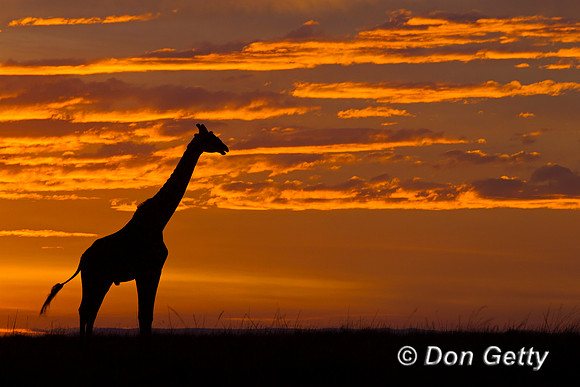 Masai Giraffe at Sunrise