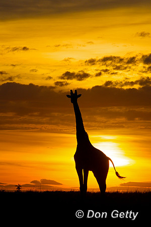 Masai Giraffe at Sunrise