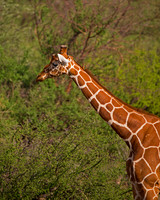 Reticulated Giraffe