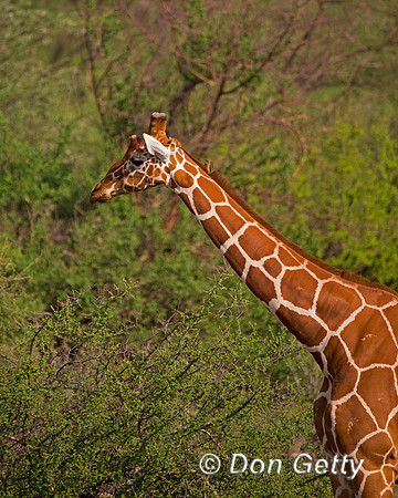 Reticulated Giraffe